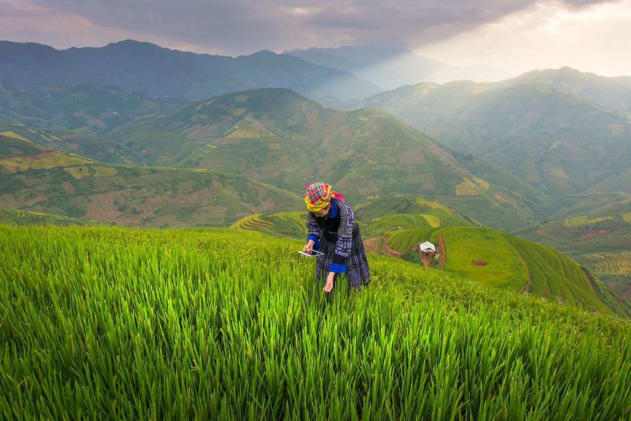 vietnam farmer in green field
