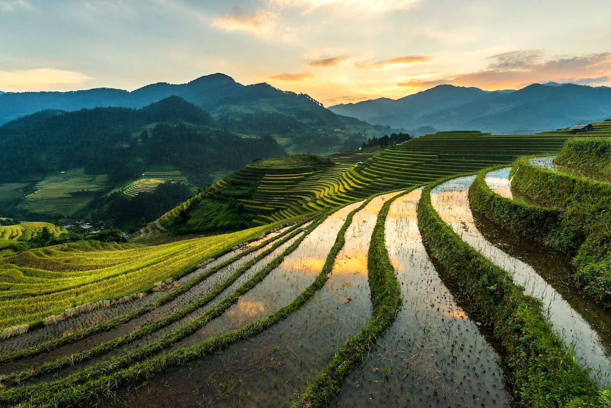 rice field with mountains and sunset in background